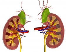 警惕伤害肾脏的8个坏习惯